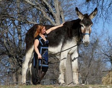 El burro más grande del mundo