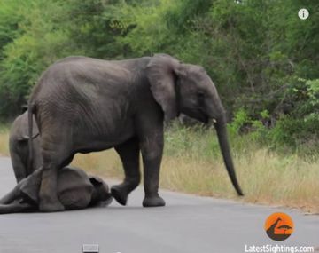 Elefantes rescatan a una cría