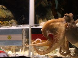 0629_pulpo_alemania_afp_g6