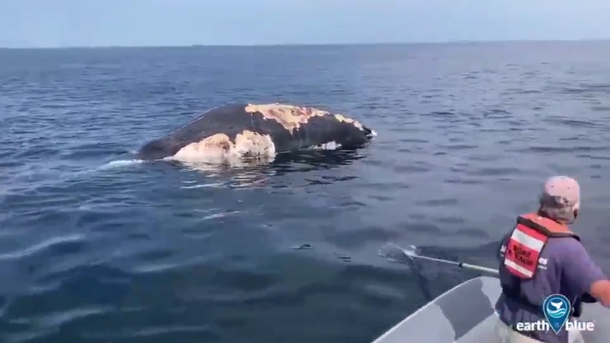 VIDEO: El momento en que unos tiburones se comen una ballena