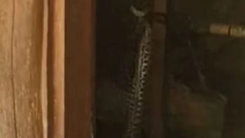 sierra de los padres: un asado de fin de semana termino en susto por la aparicion de una yarara sierra de los padres: un asado de fin de semana termino en susto por la aparicion de una yarara