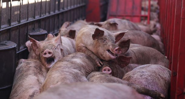 Los cerdos estuvieron encerrados en el camión durante más de diez horas. Foto: Malena Blanco para Voicot.