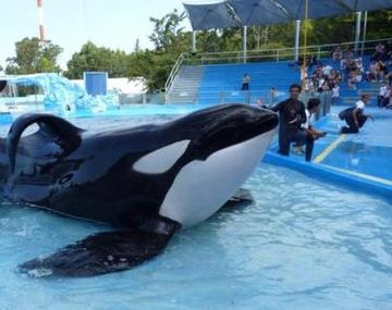 Reclaman la liberación de la orca de Mundo Marino