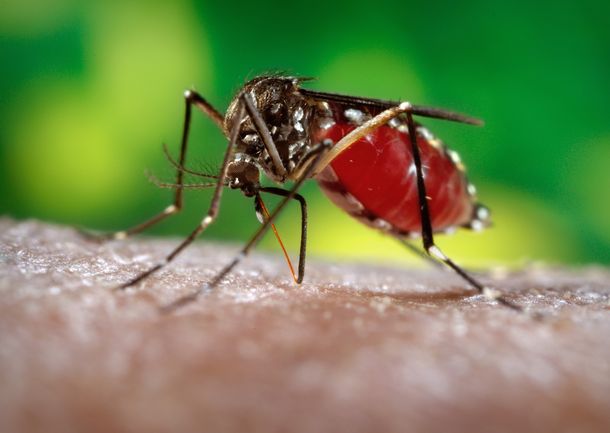 Aseguran que se necesitan 121 millones de dólares para afrontar el virus Zika