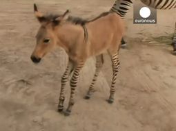 sorpresa en un zoologico en mexico por el nacimiento de una cruza entre burro y cebra sorpresa en un zoologico en mexico por el nacimiento de una cruza entre burro y cebra