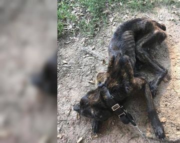 Champ sobrevivió de milagro; su ex dueña lo quería matar de hambre