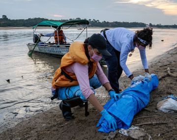 Ola de calor en Brasil: cientos de delfines rosados aparecen muertos en el Amazonas