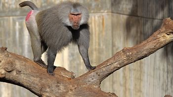 Papión sagrado Papión sagrado