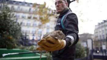 Invasión de ratas en París Invasión de ratas en París