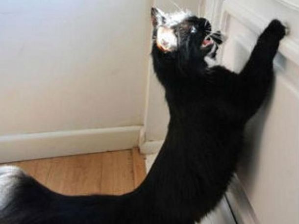 Una gata se convirtió en el terror para los carteros