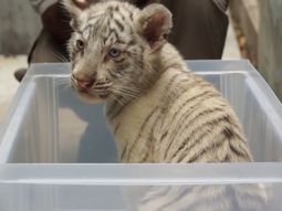 bautizan a tres cachorritos de tigre bengala blanco en el zoo bautizan a tres cachorritos de tigre bengala blanco en el zoo