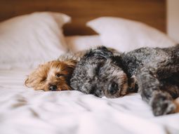 confirman que los perros obedecen mejor cuando sus duenos estan de buen humor confirman que los perros obedecen mejor cuando sus duenos estan de buen humor