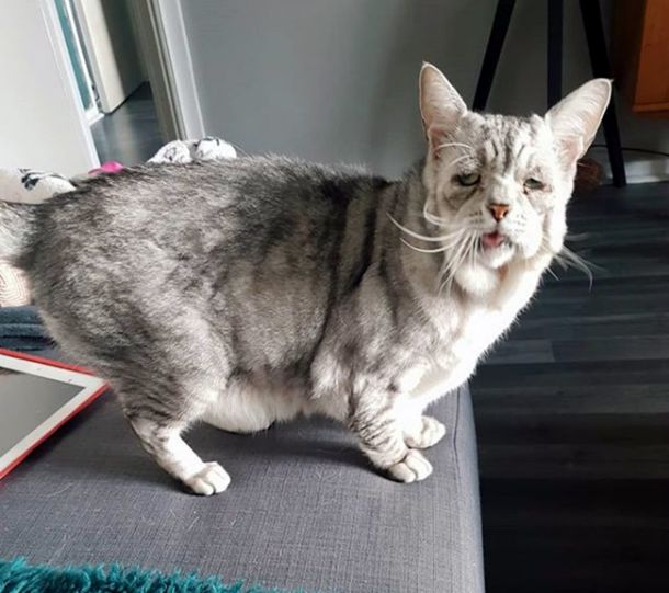 ¿El sucesor de Grumpy Cat? Es el gato más triste de la web pero tiene a todos enamorados