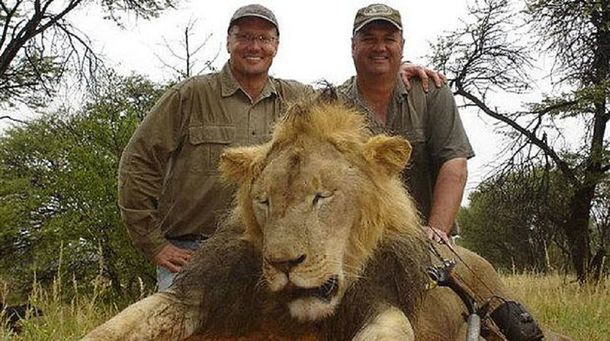 Habló el cazador de Cecil: No sabía que se trataba de un león famoso
