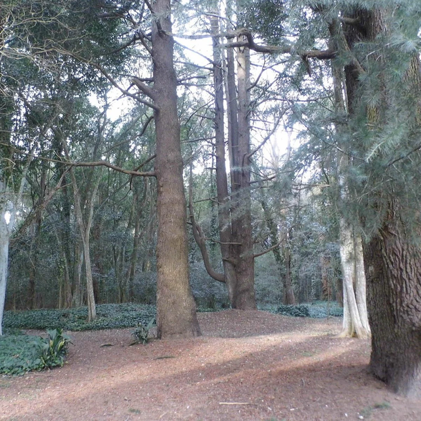 El Bosque Encantado. El Bosque Encantado.