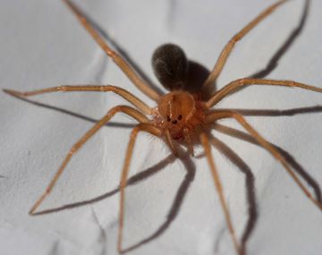 Internaron en terapia intensiva a una nena de 3 años por la picadura de una araña