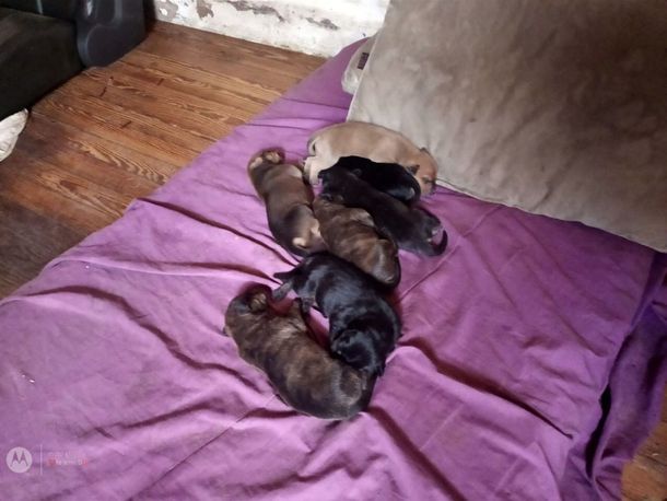 Rescatan a siete cachorritos abandonados sin alimento ni agua en una casa de Barracas