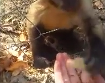 Un mono le enseña a un humano a aplastar hojas secas