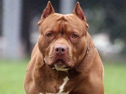 Perro de raza pitbull (Imagen ilustrativa)