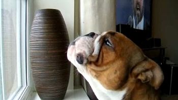 Fred jura que es el próximo gran tenor Fred jura que es el próximo gran tenor