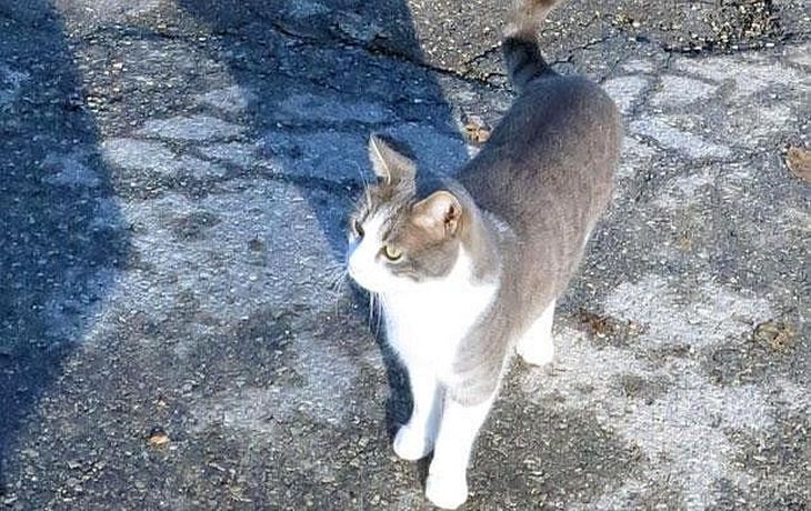 El devoto gato Toldo