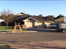 pelea de dos canguros en la calle pelea de dos canguros en la calle