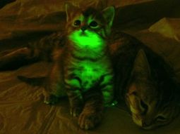 Gato fluorescente