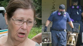 un juez le prohibio a una mujer tener gatos tras rescatar 102 de su casa un juez le prohibio a una mujer tener gatos tras rescatar 102 de su casa