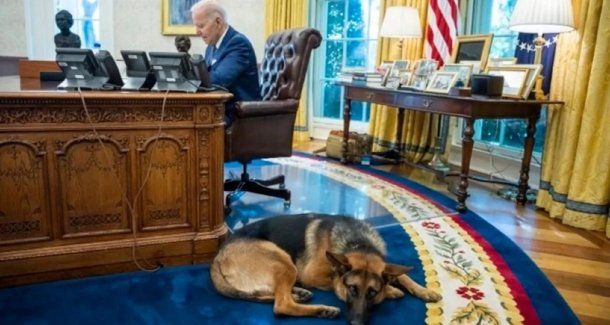 Un perro de Biden mordió a una decena de empleados de la Casa Blanca