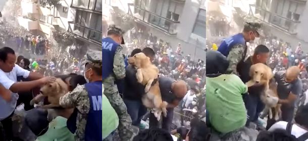 Emotivo rescate de un perro entre los escombros de Ciudad de México