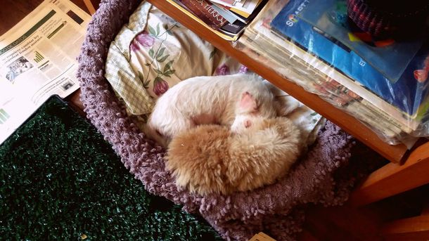 Luna ya se puso cómoda en su nueva casa