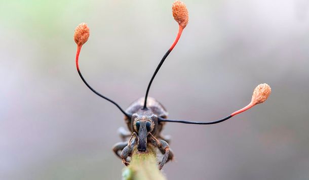 La Espectacular Imagen De Un Escarabajo Siendo Poseído Por Un Hongo Zombie