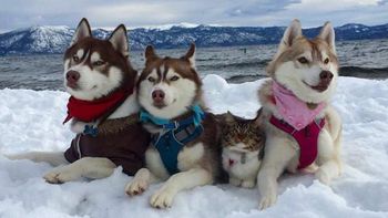tres perros se convierten en los mejores amigos de un gato tras salvarle la vida tres perros se convierten en los mejores amigos de un gato tras salvarle la vida