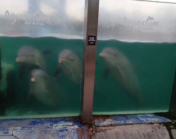 Revelan el estado de delfines del Aquarium tras denuncias de maltrato animal