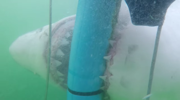 Turistas aterrorizados por un tiburón que trata de romper una jaula de buceo