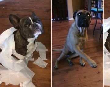 Así manda al frente un perro a su amigo