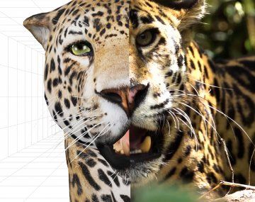 Paso a paso: cómo ver al yaguareté y el oso hormiguero en realidad aumentada