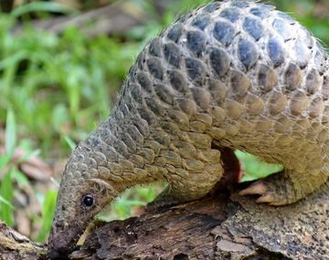 Pandemia de coronavirus: se&ntilde;alan que una mutaci&oacute;n permiti&oacute; el salto del&nbsp;del Covid-19 del pangol&iacute;n al ser humano