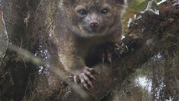La nueva estrella de América: el Olinguito La nueva estrella de América: el Olinguito