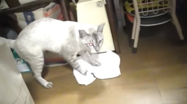 Un gato muy pulcro ayuda a su dueño a limpiar el piso de su casa