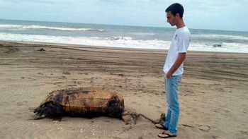 aparecieron otro delfin y una tortuga marina decapitada en mar azul aparecieron otro delfin y una tortuga marina decapitada en mar azul