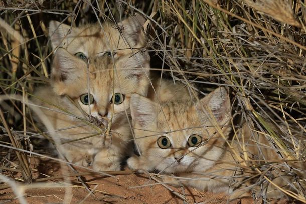 Es el primer encuentro con gatos de arena en libertad