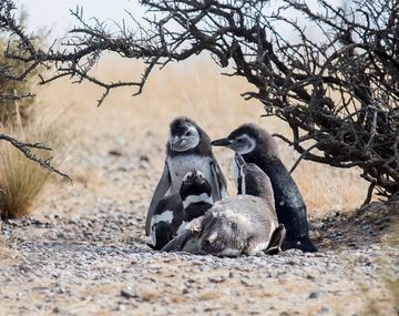 Cabandié envió la Brigada Ambiental a Punta Tombo y denunciará al hombre que aniquiló cientos de pingüinos