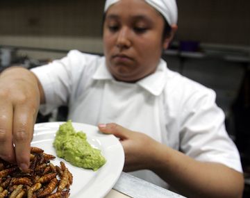 ¿Cuáles son los mejores insectos para comer?