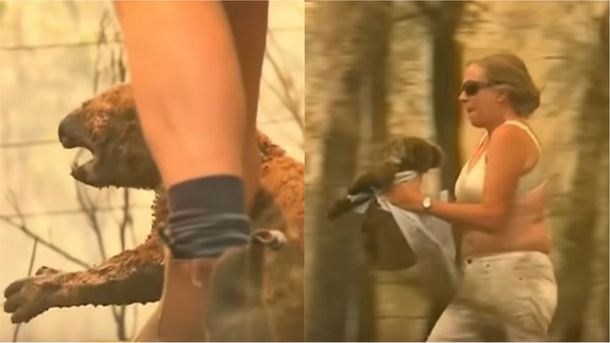 VIDEO: Dramático rescate de un koala que huía de los incendios en Australia
