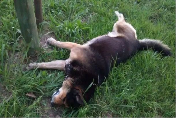 Denuncian envenenamiento de perros en Luján: ya murieron 5 animales