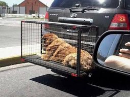 fotos de perros enjaulados en la ruta despertaron la indignacion en twitter fotos de perros enjaulados en la ruta despertaron la indignacion en twitter