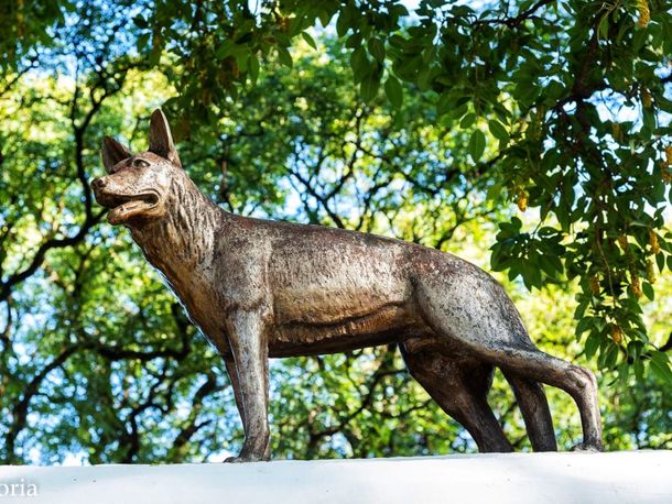 El legado heroico de Chonino: por qué cada 2 de junio se celebra el Día Nacional del Perro