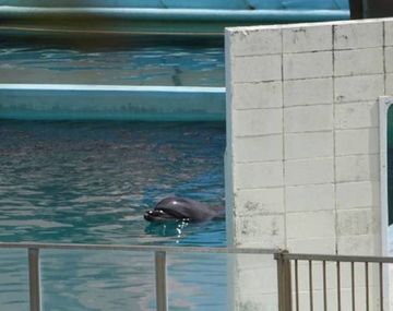 Preocupación por la crisis en los parques de todo el país: qué pasa con los animales encerrados