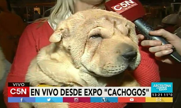 Una recorrida por la expo Cachogos: mirá las tiernas mascotas